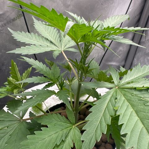 Schoolyard 🏫💕🫣🍒Crush - Hydro 🪣🌱🌿 growlog timeline photo