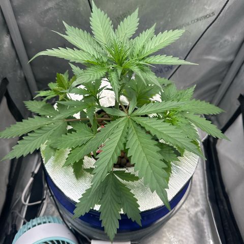 Schoolyard 🏫💕🫣🍒Crush - Hydro 🪣🌱🌿 growlog timeline photo