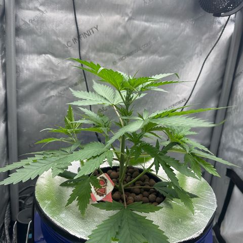 Schoolyard 🏫💕🫣🍒Crush - Hydro 🪣🌱🌿 growlog timeline photo
