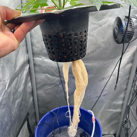 Schoolyard 🏫💕🫣🍒Crush - Hydro 🪣🌱🌿 growlog timeline photo