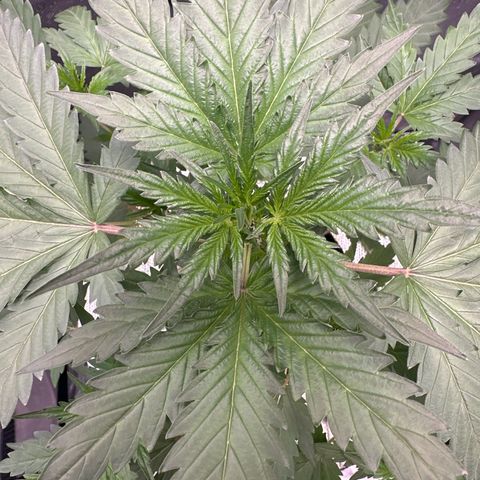 Schoolyard 🏫💕🫣🍒Crush - Hydro 🪣🌱🌿 growlog timeline photo