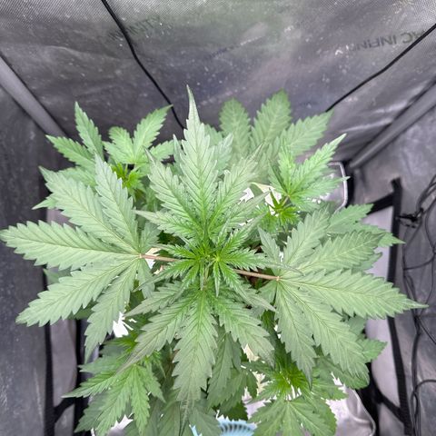 Schoolyard 🏫💕🫣🍒Crush - Hydro 🪣🌱🌿 growlog timeline photo