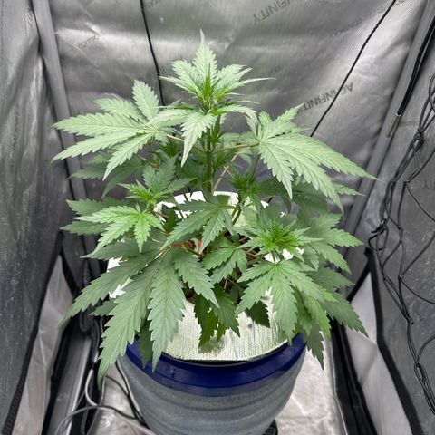 Schoolyard 🏫💕🫣🍒Crush - Hydro 🪣🌱🌿 growlog timeline photo