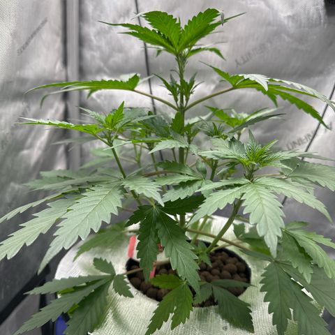 Schoolyard 🏫💕🫣🍒Crush - Hydro 🪣🌱🌿 growlog timeline photo