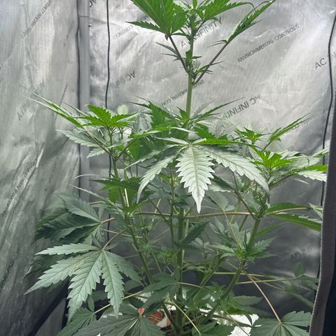 Schoolyard 🏫💕🫣🍒Crush - Hydro 🪣🌱🌿 growlog timeline photo