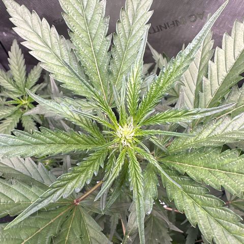 Schoolyard 🏫💕🫣🍒Crush - Hydro 🪣🌱🌿 growlog timeline photo