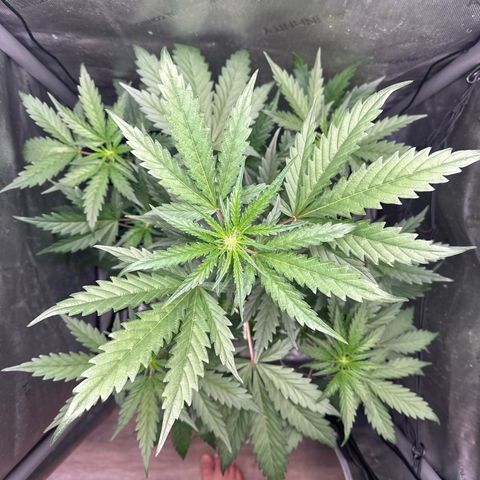 Schoolyard 🏫💕🫣🍒Crush - Hydro 🪣🌱🌿 growlog timeline photo