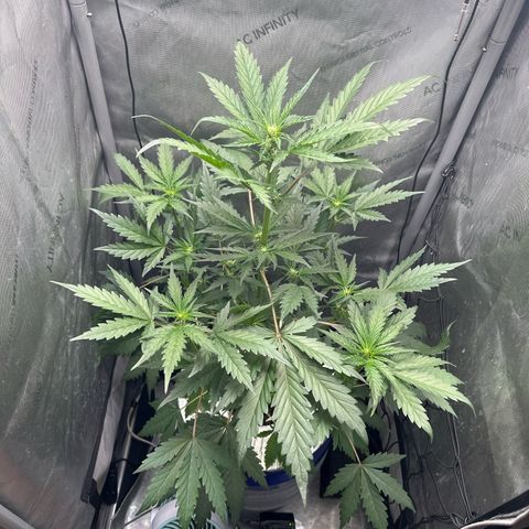 Schoolyard 🏫💕🫣🍒Crush - Hydro 🪣🌱🌿 growlog timeline photo