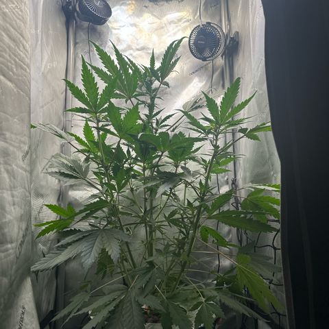 Schoolyard 🏫💕🫣🍒Crush - Hydro 🪣🌱🌿 growlog photo: She super Happy Today! 