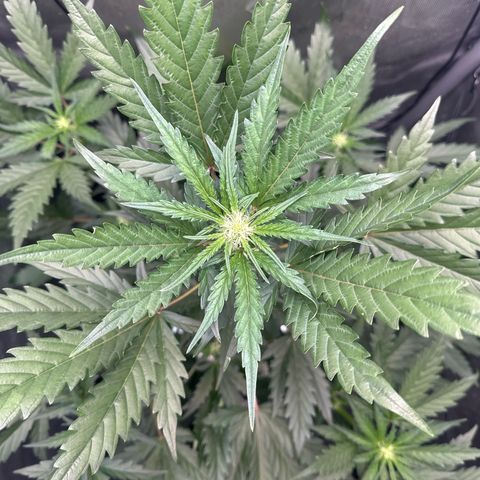 Schoolyard 🏫💕🫣🍒Crush - Hydro 🪣🌱🌿 growlog timeline photo