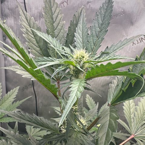 Schoolyard 🏫💕🫣🍒Crush - Hydro 🪣🌱🌿 growlog timeline photo