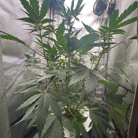 Schoolyard 🏫💕🫣🍒Crush - Hydro 🪣🌱🌿 growlog timeline photo