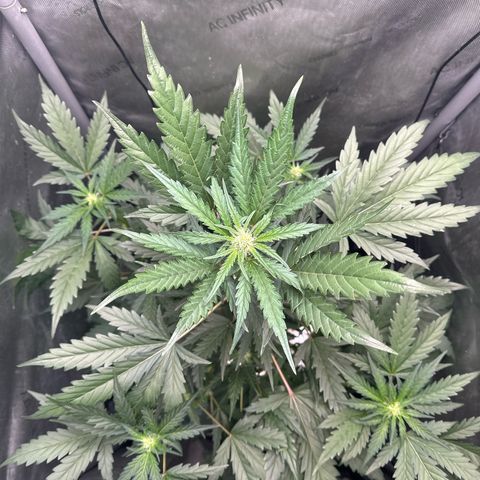 Schoolyard 🏫💕🫣🍒Crush - Hydro 🪣🌱🌿 growlog timeline photo