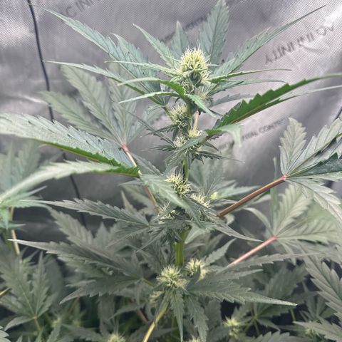 Schoolyard 🏫💕🫣🍒Crush - Hydro 🪣🌱🌿 growlog timeline photo