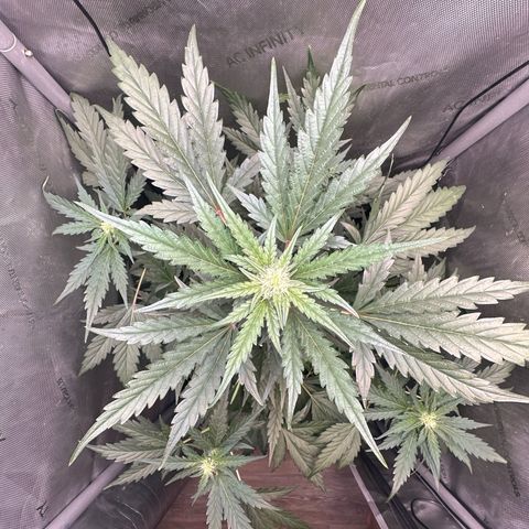 Schoolyard 🏫💕🫣🍒Crush - Hydro 🪣🌱🌿 growlog timeline photo