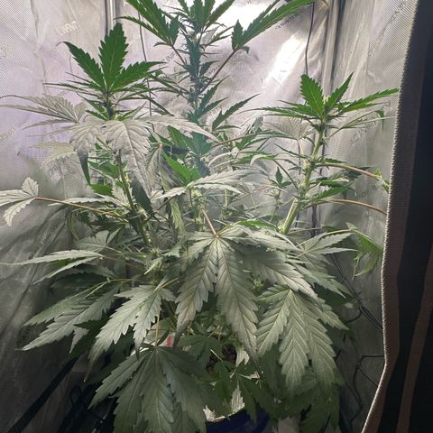 Schoolyard 🏫💕🫣🍒Crush - Hydro 🪣🌱🌿 growlog timeline photo