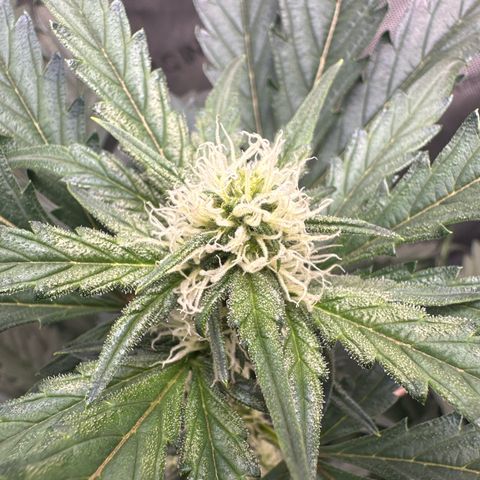 Schoolyard 🏫💕🫣🍒Crush - Hydro 🪣🌱🌿 growlog timeline photo