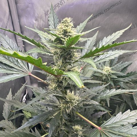 Schoolyard 🏫💕🫣🍒Crush - Hydro 🪣🌱🌿 growlog timeline photo