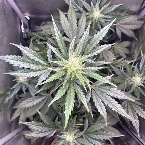 Schoolyard 🏫💕🫣🍒Crush - Hydro 🪣🌱🌿 growlog timeline photo