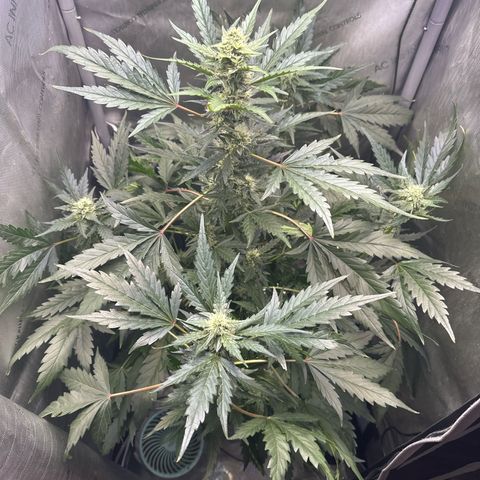Schoolyard 🏫💕🫣🍒Crush - Hydro 🪣🌱🌿 growlog timeline photo