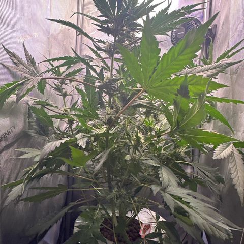 Schoolyard 🏫💕🫣🍒Crush - Hydro 🪣🌱🌿 growlog timeline photo