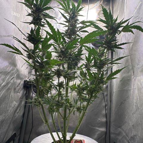 Schoolyard 🏫💕🫣🍒Crush - Hydro 🪣🌱🌿 growlog timeline photo
