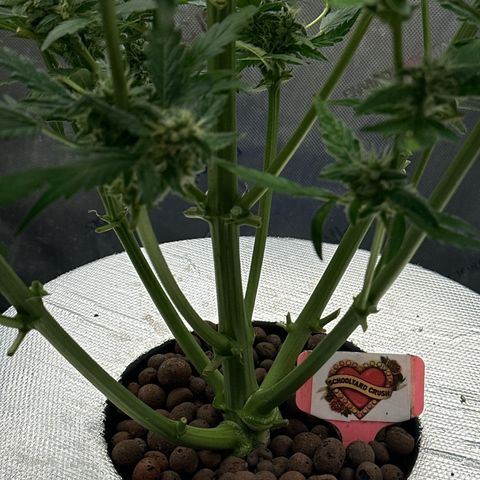 Schoolyard 🏫💕🫣🍒Crush - Hydro 🪣🌱🌿 growlog timeline photo