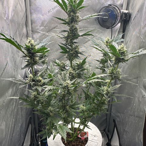 Schoolyard 🏫💕🫣🍒Crush - Hydro 🪣🌱🌿 growlog timeline photo
