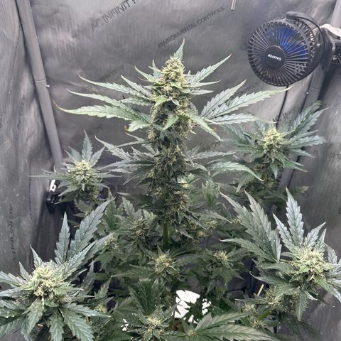 Schoolyard 🏫💕🫣🍒Crush - Hydro 🪣🌱🌿 growlog timeline photo