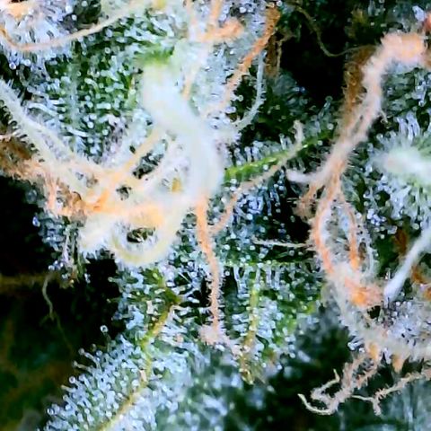 Schoolyard 🏫💕🫣🍒Crush - Hydro 🪣🌱🌿 growlog timeline photo