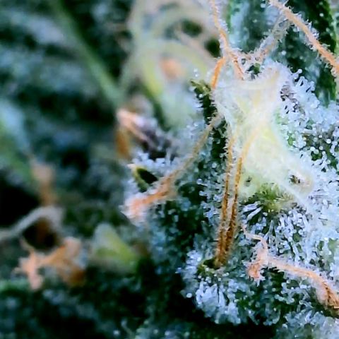 Schoolyard 🏫💕🫣🍒Crush - Hydro 🪣🌱🌿 growlog timeline photo