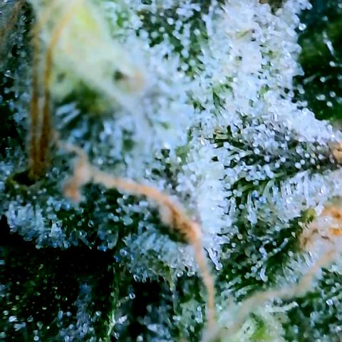 Schoolyard 🏫💕🫣🍒Crush - Hydro 🪣🌱🌿 growlog timeline photo