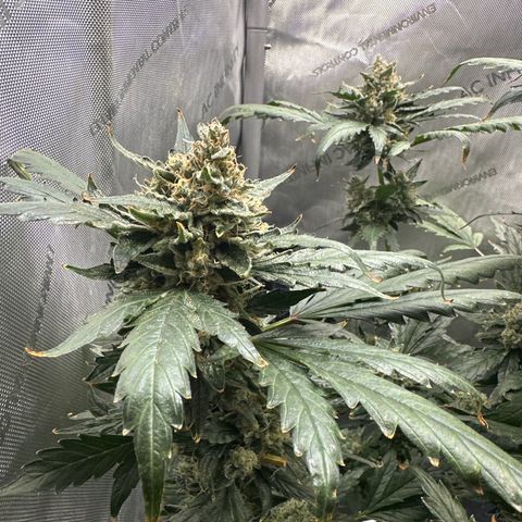 Schoolyard 🏫💕🫣🍒Crush - Hydro 🪣🌱🌿 growlog timeline photo