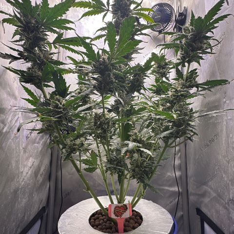 Schoolyard 🏫💕🫣🍒Crush - Hydro 🪣🌱🌿 growlog timeline photo