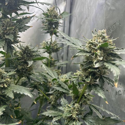 Schoolyard 🏫💕🫣🍒Crush - Hydro 🪣🌱🌿 growlog timeline photo