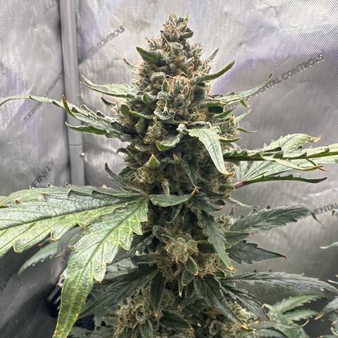 Schoolyard 🏫💕🫣🍒Crush - Hydro 🪣🌱🌿 growlog timeline photo
