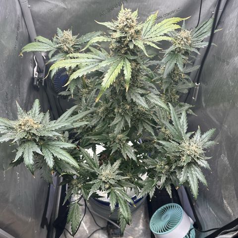 Schoolyard 🏫💕🫣🍒Crush - Hydro 🪣🌱🌿 growlog timeline photo