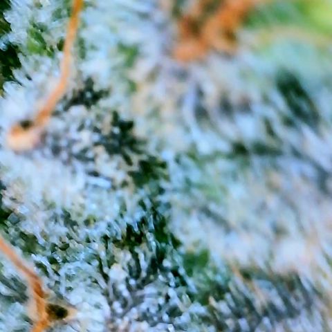 Schoolyard 🏫💕🫣🍒Crush - Hydro 🪣🌱🌿 growlog timeline photo