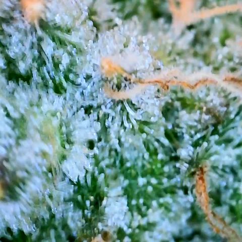 Schoolyard 🏫💕🫣🍒Crush - Hydro 🪣🌱🌿 growlog timeline photo