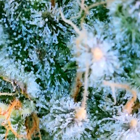 Schoolyard 🏫💕🫣🍒Crush - Hydro 🪣🌱🌿 growlog timeline photo