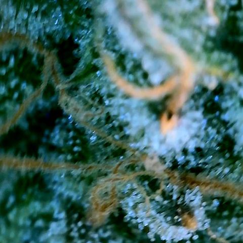 Schoolyard 🏫💕🫣🍒Crush - Hydro 🪣🌱🌿 growlog timeline photo
