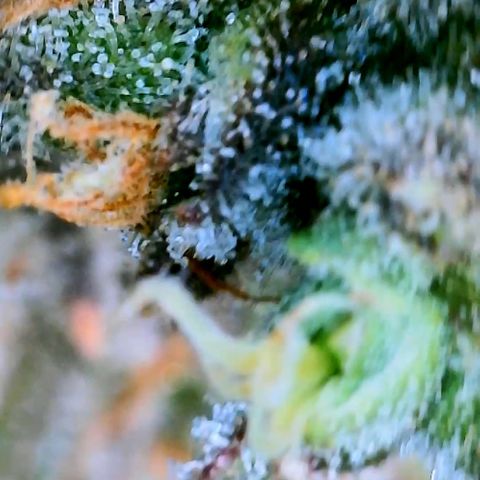 Schoolyard 🏫💕🫣🍒Crush - Hydro 🪣🌱🌿 growlog timeline photo