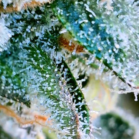 Schoolyard 🏫💕🫣🍒Crush - Hydro 🪣🌱🌿 growlog timeline photo