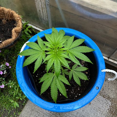 Peyote skittlez x guawi  growlog timeline photo