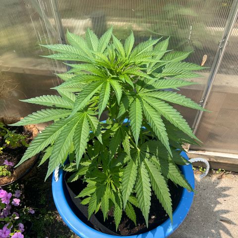 Peyote skittlez x guawi  growlog photo: Really big, it’s been getting a lot of rain water so I haven’t personally had to water it much! The  Ph in the water in Windsor Ontario has been, 6.5-8.5 need to figure out how to maybe utilize knowing the ph balance to my advantage!, Need to still defoliate my plant fan leaves this upcoming weekend to have more growth on my colas
