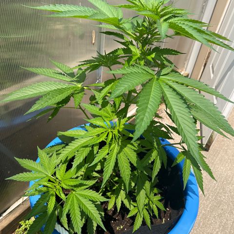 Peyote skittlez x guawi  growlog timeline photo