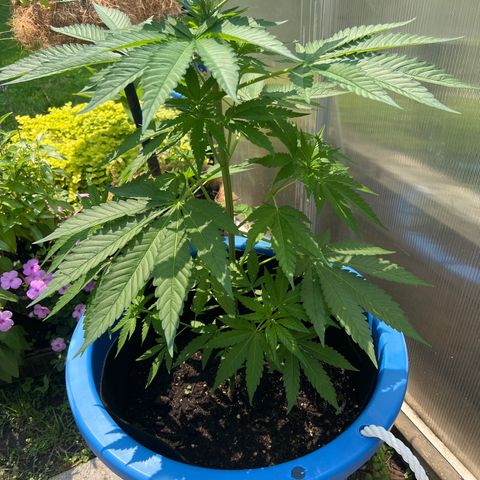 Peyote skittlez x guawi  growlog timeline photo