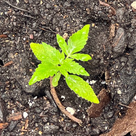 Peyote skittlez x guawi  growlog photo: Beginning fan leaves Looking real healthy for production and you can see break down within the jiffy pot the water helps it naturally break it down ! But I think next grow will start it red soil cups inside a month or so before in petri dishes to maintain humidity and allow run off ! 