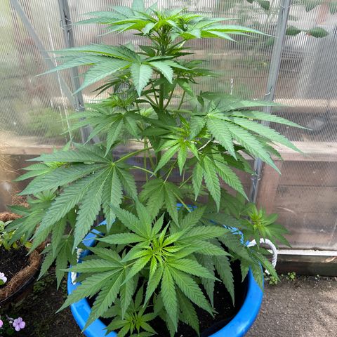Peyote skittlez x guawi  growlog timeline photo