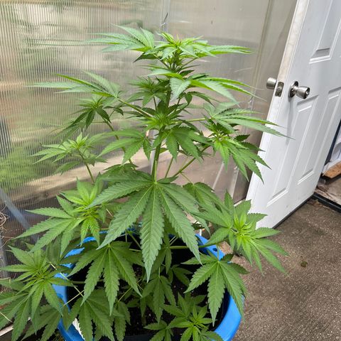 Peyote skittlez x guawi  growlog timeline photo